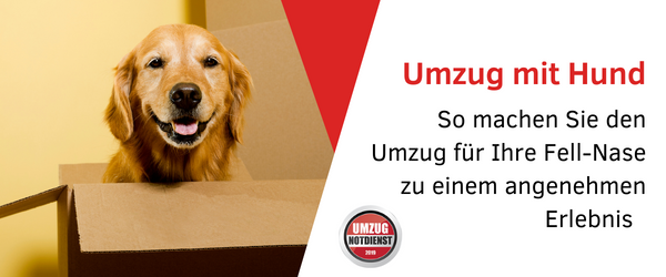 UmzugHund_Umzug-Notdienst