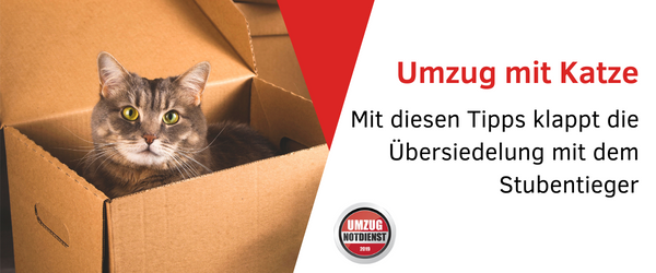 UmzugKatze_Umzug-Notdienst